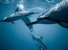 2026世界杯直播-蒂格：杰伦·布朗是我们的领导者 他是一个特别的人